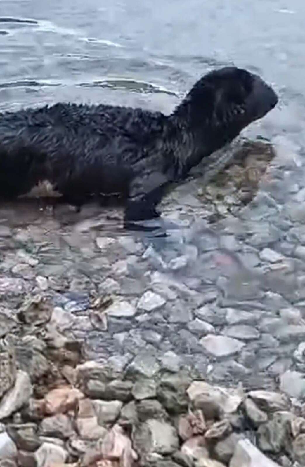 Marmaris’te Karaya Vuran Yavru Akdeniz Foku Koruma Altında 1